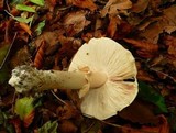 Limacella guttata image
