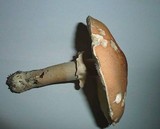 Limacella guttata image