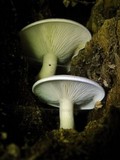 Ossicaulis lignatilis image