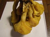 Omphalotus olearius image
