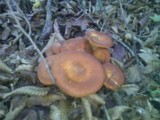Omphalotus olearius image