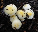 Hygrophorus chrysodon image