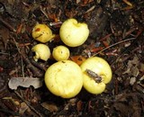 Pholiota alnicola image