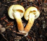 Pholiota alnicola image