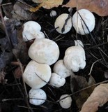 Clitocybe robusta image