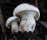 Clitocybe robusta image
