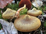 Cortinarius semisanguineus image