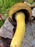 Cortinarius semisanguineus image
