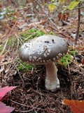 Amanita morrisii image