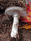 Amanita morrisii image
