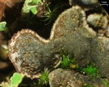 Peltigera lepidophora image