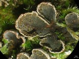 Peltigera lepidophora image