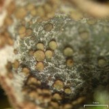 Peltigera lepidophora image