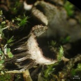 Peltigera lepidophora image