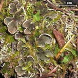 Peltigera lepidophora image