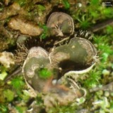 Peltigera extenuata image