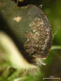 Peltigera extenuata image
