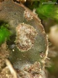Peltigera extenuata image