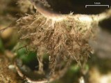 Peltigera extenuata image