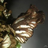 Peltigera venosa image
