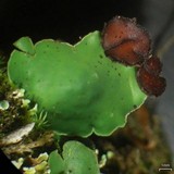 Peltigera venosa image