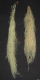 Alectoria sarmentosa image