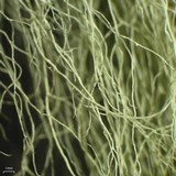 Alectoria sarmentosa image