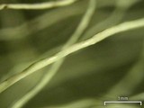 Alectoria sarmentosa image