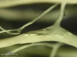 Alectoria sarmentosa image