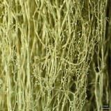 Ramalina chondrina image
