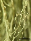 Ramalina chondrina image