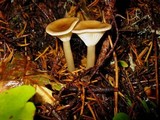 Ampulloclitocybe clavipes image