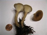 Ampulloclitocybe clavipes image