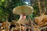 Russula queletii image