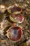 Russula queletii image