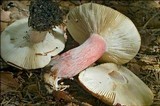 Russula queletii image