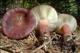 Russula queletii image