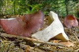Russula queletii image