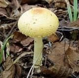 Amanita amerimuscaria image