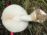 Amanita amerimuscaria image