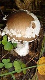 Amanita excelsa image