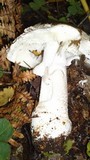 Amanita excelsa image