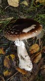 Amanita excelsa image