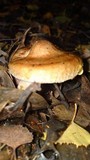 Paxillus involutus image