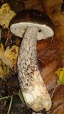 Leccinum melaneum image