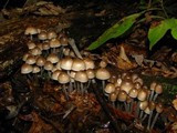 Mycena inclinata image