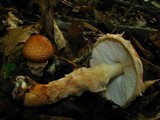 Echinoderma asperum image