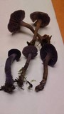 Laccaria amethystina image