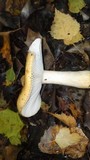 Russula ochroleuca image