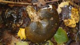 Lactarius turpis image